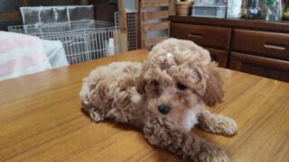 子犬のメイン画像