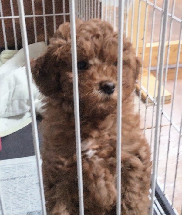 子犬のメイン画像